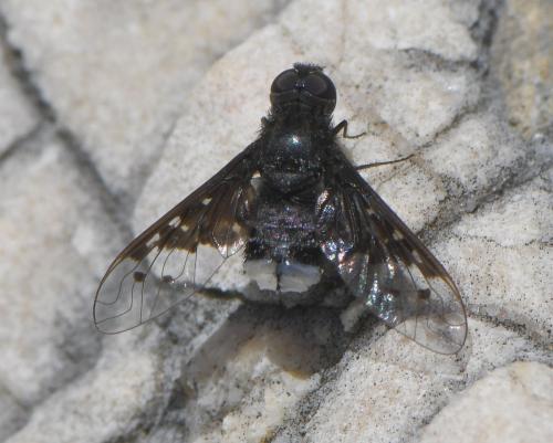 Réf. 258 659 : Anthrax aethiops